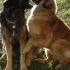 cuccioli di LEONBERGER