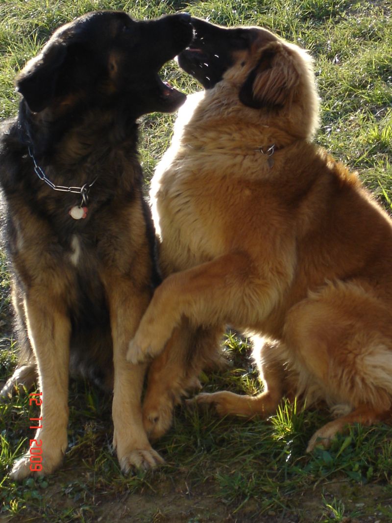 cuccioli di LEONBERGER