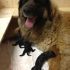 cuccioli LEONBERGER 