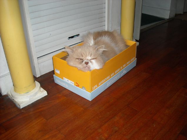 gatto in scatola!