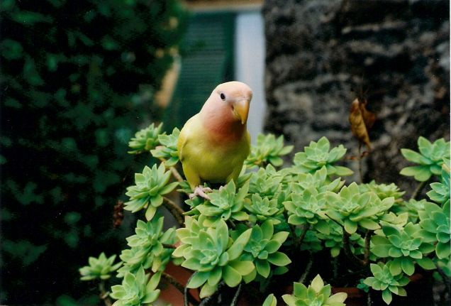 Giornata in giardino di Kiwi