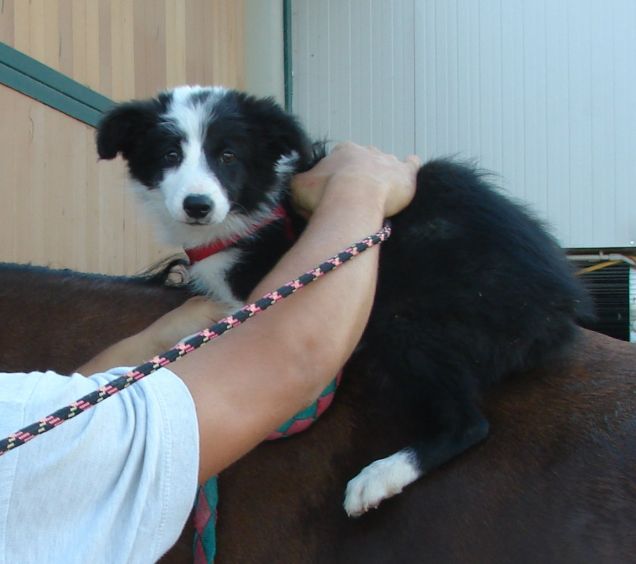 Bimba a cavallo