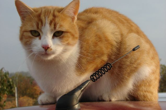 micia sul tetto dell'auto