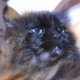 Il Mio Angelo Custode a Quattro Zampe - LUNA 