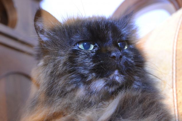 La mia Gioia di Casa