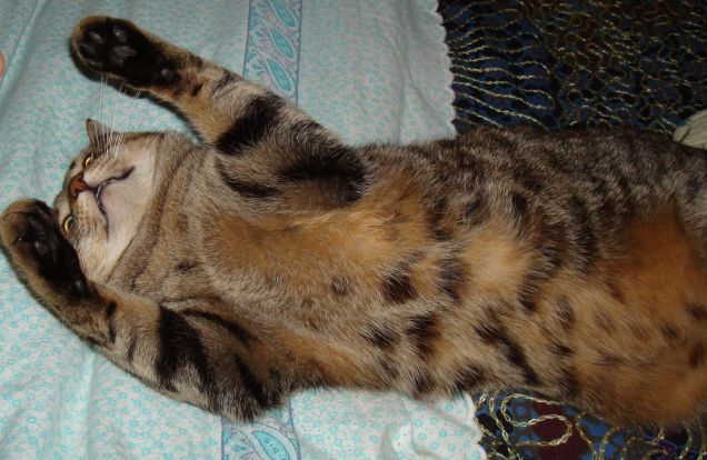 Taddeo mostra "pancino"