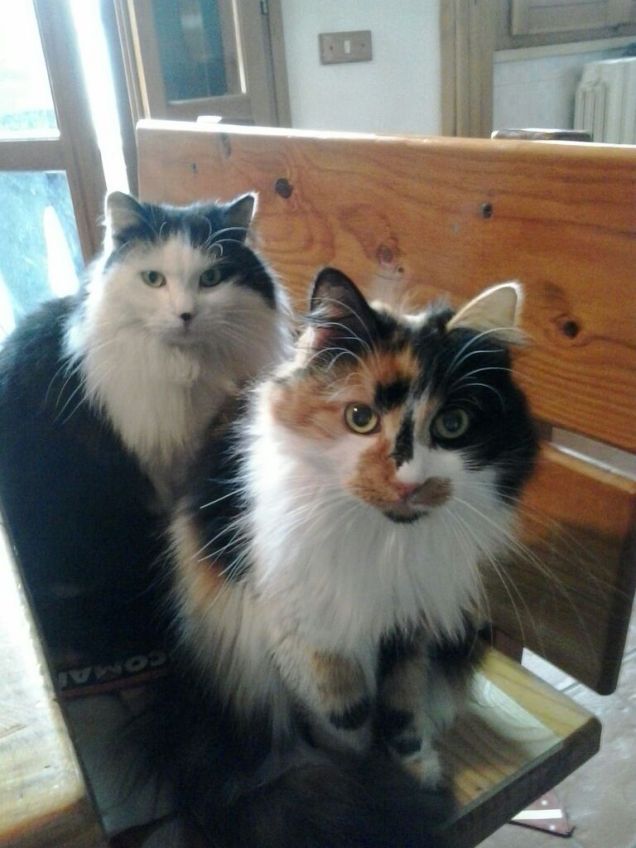 i miei migliori a...mici