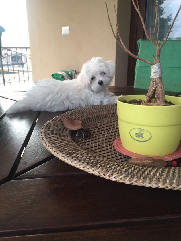 La mia piccola Ariel