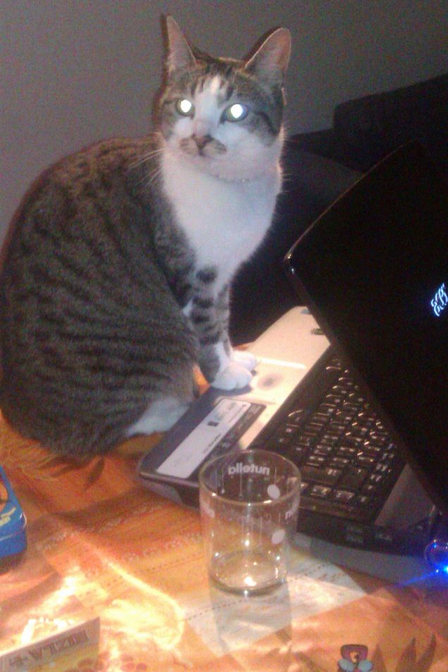 Miu che chatta con gli amici-gatti