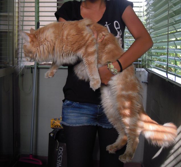 Oversize CuorDiLeone