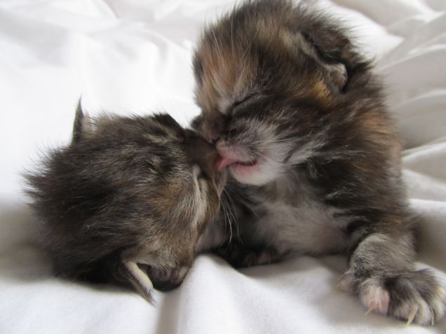 Cuccioli di Nuvola e Panic