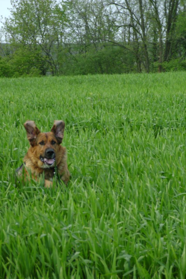 nel campo di grano