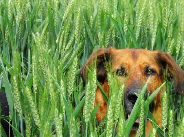 giochiamo a nascondino?