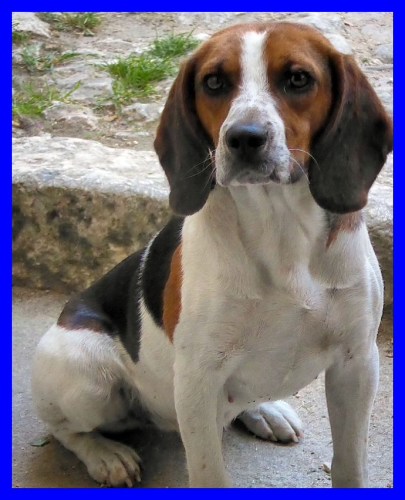 adottataBIBI cucciolona beagle 1 anno abbandonata da una macchina