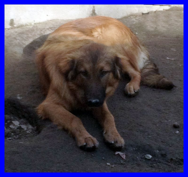 ENEA splendido cucciolone aspetta una famiglia