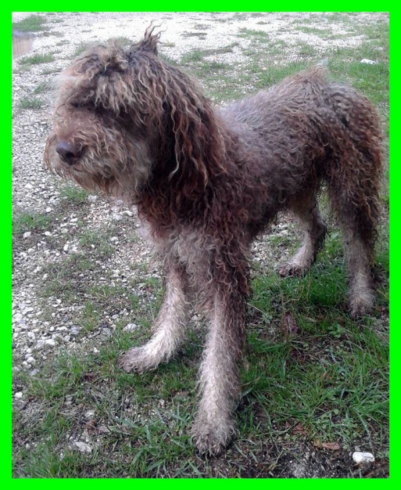 adottato YAK cucciolone lagotto abbandonato per strada