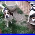 LAMPO E FULMINE fratellini mix jack beagle dolcissimi