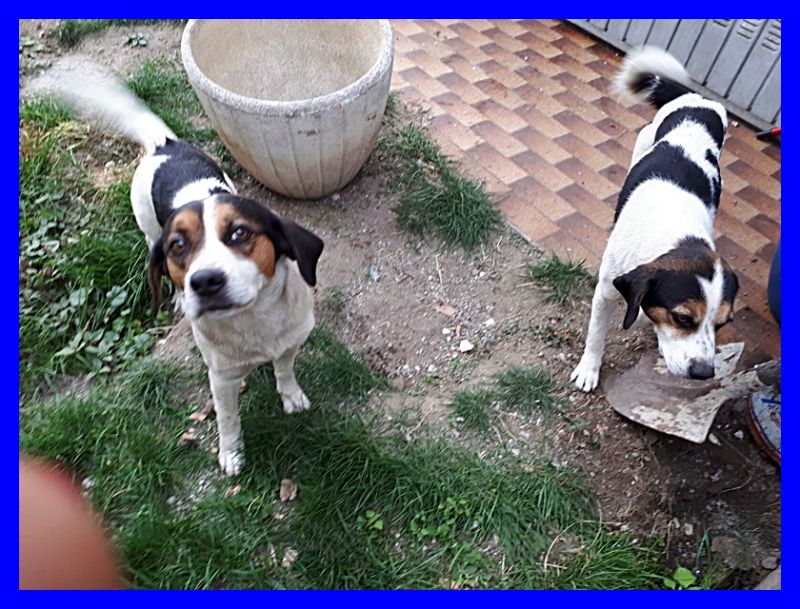 LAMPO E FULMINE fratellini mix jack beagle dolcissimi