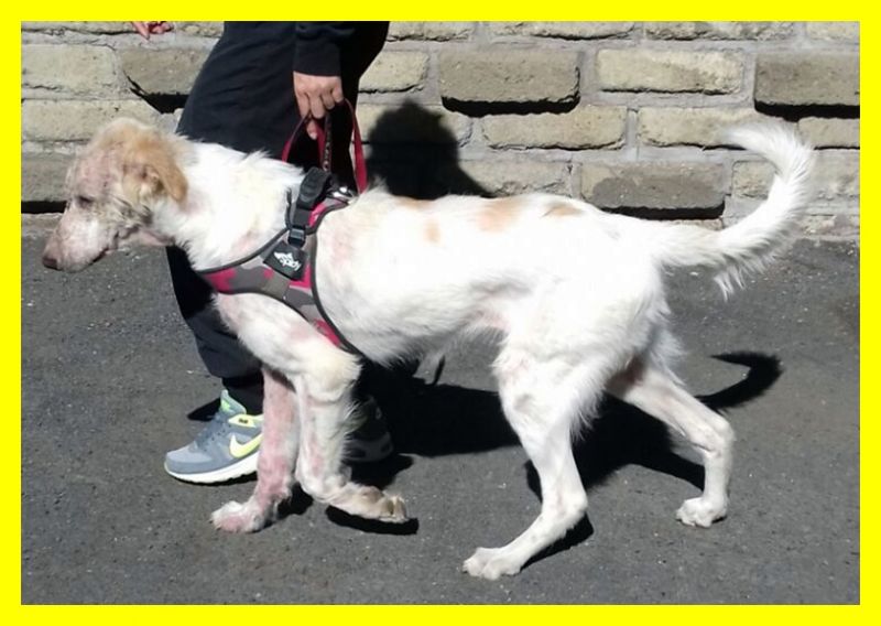 GIADA cucciolona 8 mesi sfregiata con olio bollente