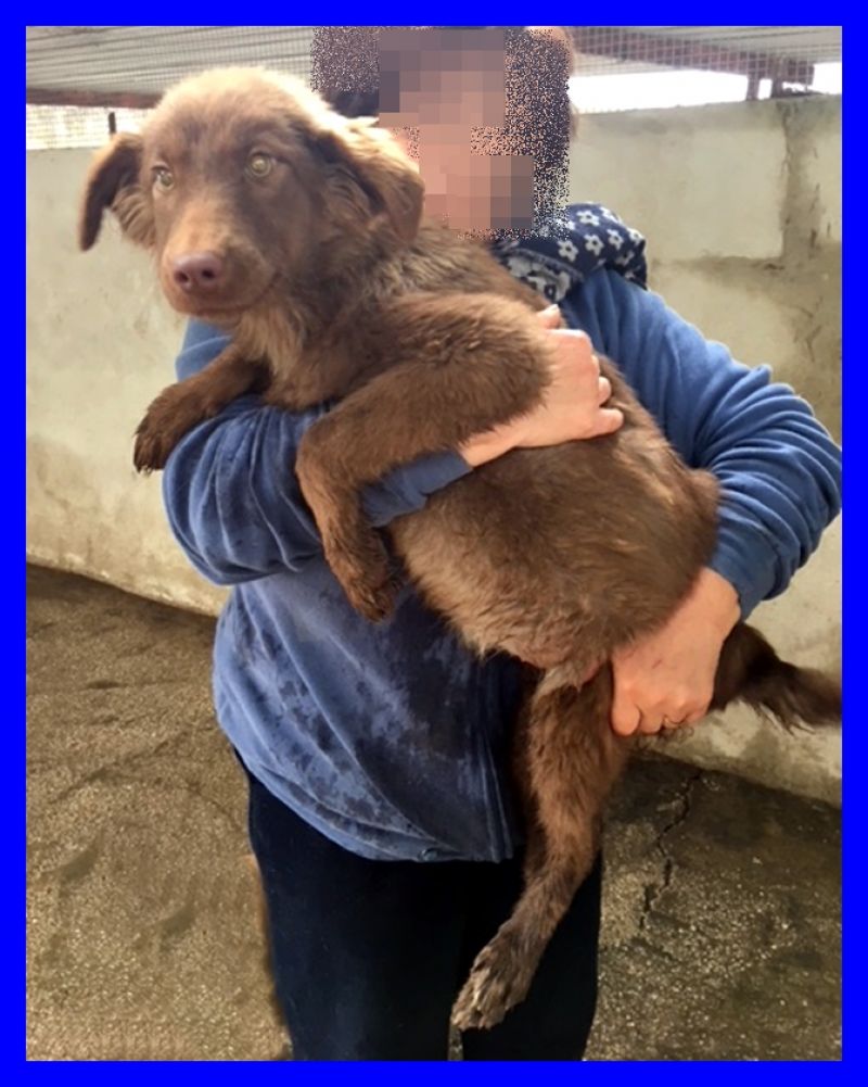 adottataNAPEA cucciola  6 mesi catturata in strada e rinchiusa in canile