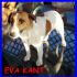 ADOTTATA EVA KANT jack russel puro 2 anni cerca casa