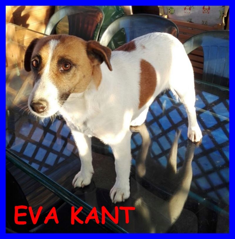 ADOTTATA EVA KANT jack russel puro 2 anni cerca casa