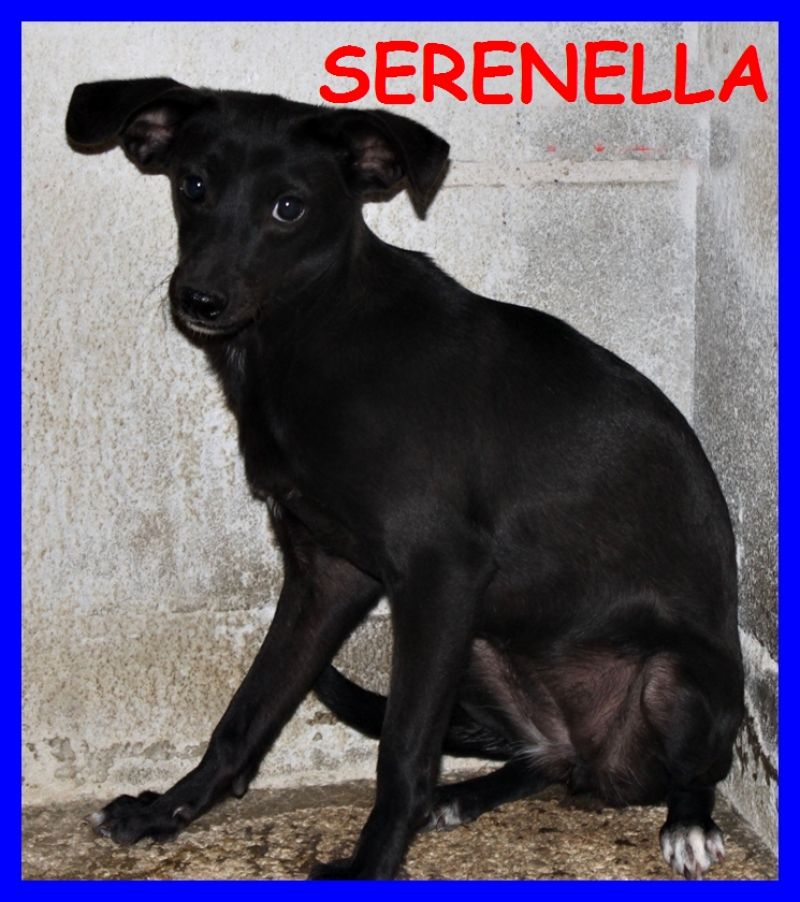 SERENELLA cucciolona mix pinscherina 9 mesi