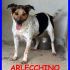 ARLECCHINO mix jack russel troppo buono per stare in canile