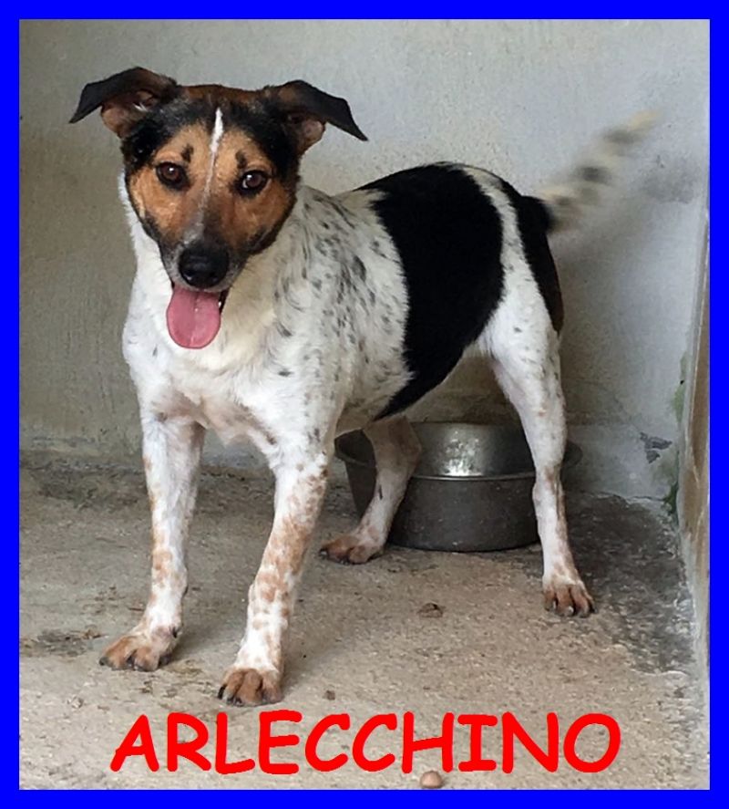 ARLECCHINO mix jack russel troppo buono per stare in canile