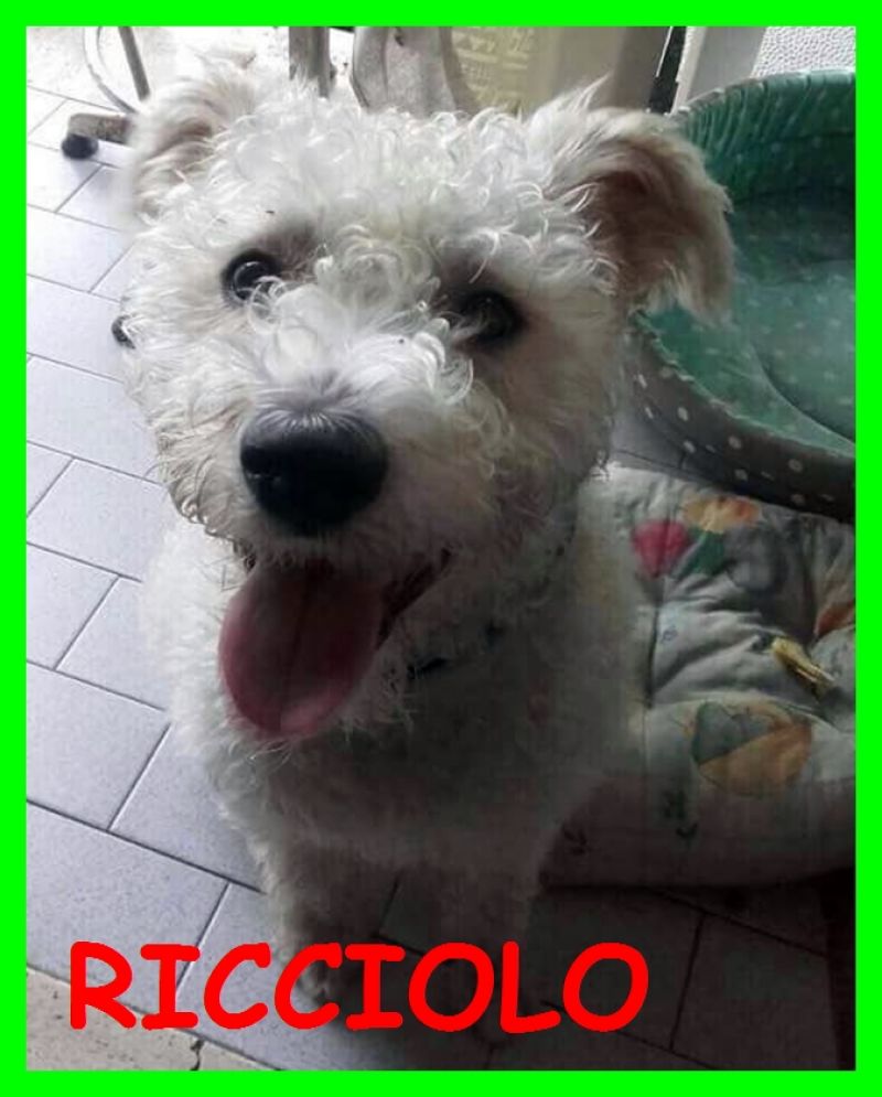 adottatoRICCIOLO cucciolone lagotto 1 anno aspetta ancora una famiglia