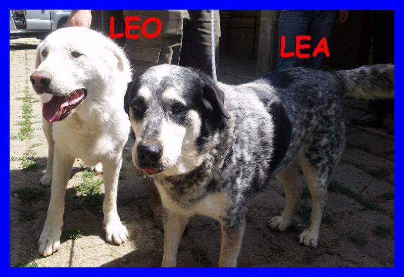 LEO E LEA dopo una vita di privazioni li buttano 