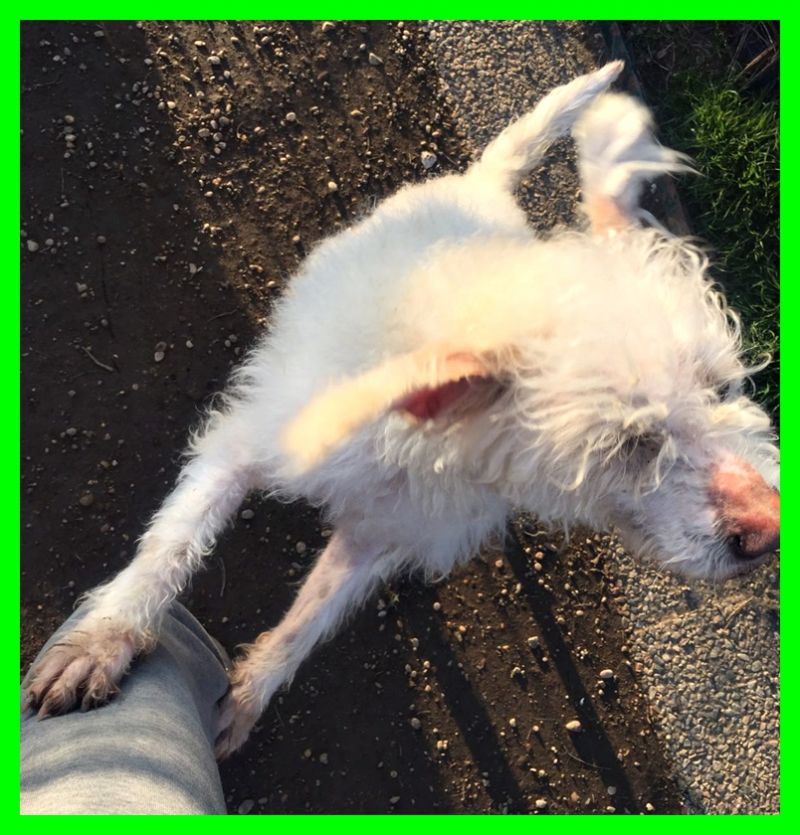 adottatoRICCIOLO cucciolone mix lagotto dolce e affettuoso