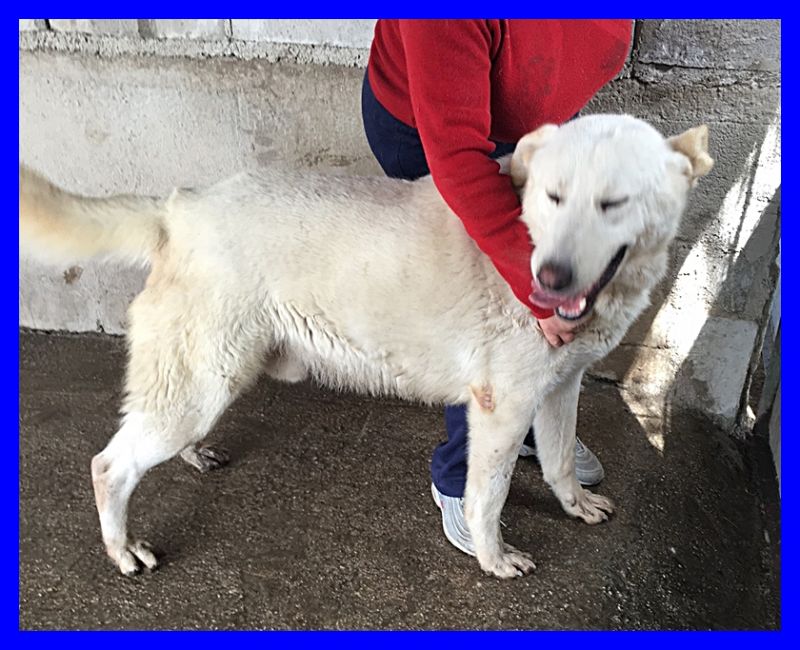 WINTER mix maremmano labrador cerca famiglia da proteggere