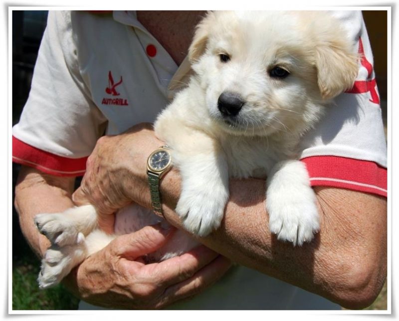 adottatoCUCCIOLO 2 mesi rimasto solo già in canile mix labrador pastore