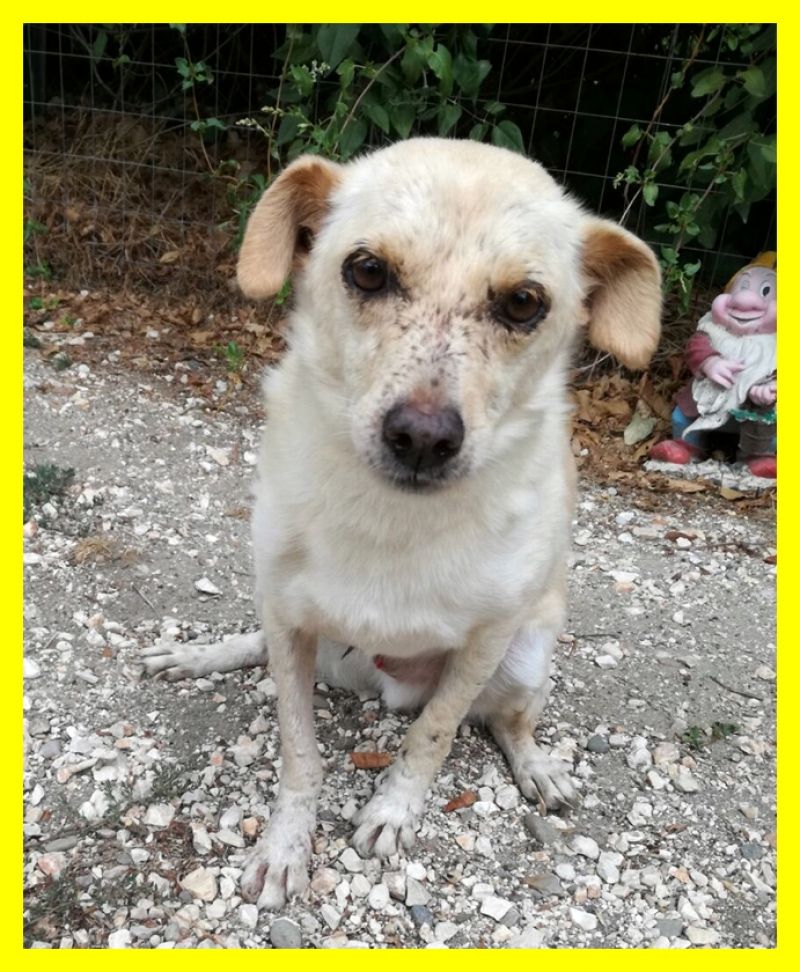 CLAUDIO il cane più bello del mondo aspetta ancora una famiglia