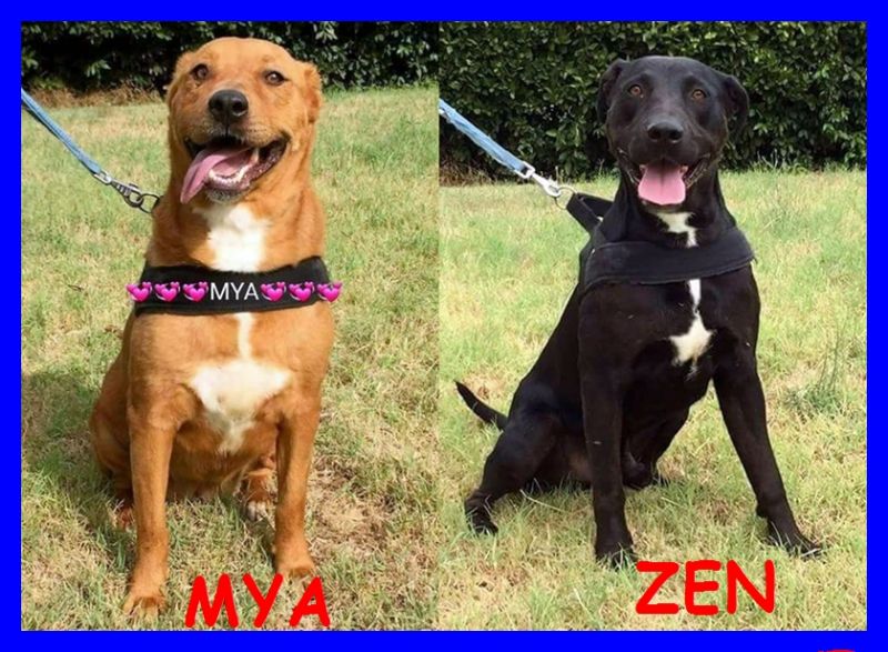 MYA E ZEN mix pit 3 anni sottratti a maltrattamenti