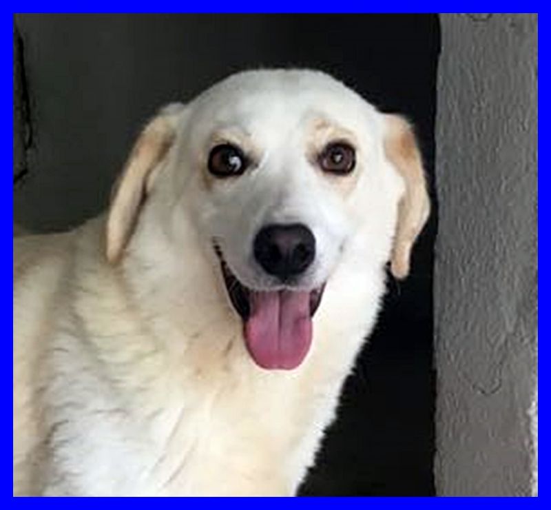 GINNY meravigliosa mix labrador di una bontà infinita