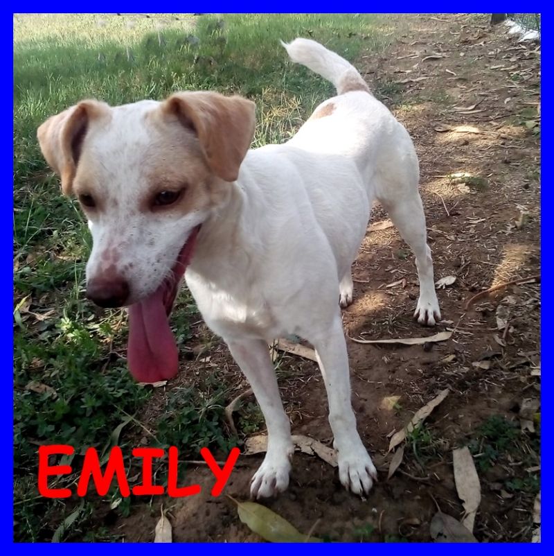 EMILY cucciolona simil jack russel recuperata in strada