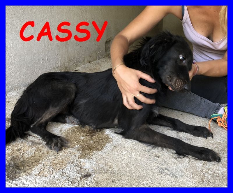 CASSY affettuosa e coccolona ha partorito in canile