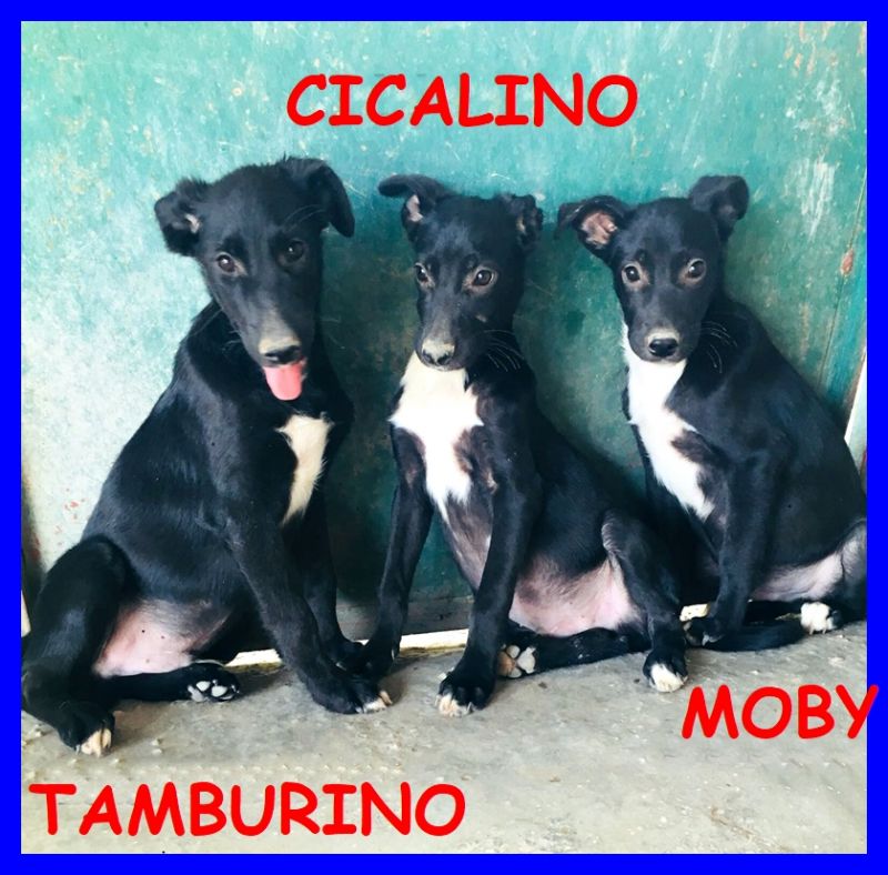 TAMBURELLO CICALINO MOBY cuccioli 4 mesi abbandonati in campagna