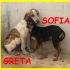 GRETA E SOFIA tenere cucciole 7 mesi ci hanno strappato il cuore