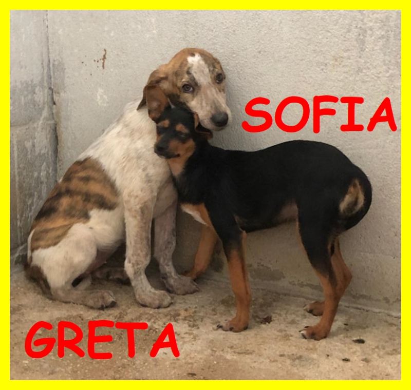 GRETA E SOFIA tenere cucciole 7 mesi ci hanno strappato il cuore