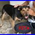 PITA simil pinscher dolce e coccolona ancora in canile