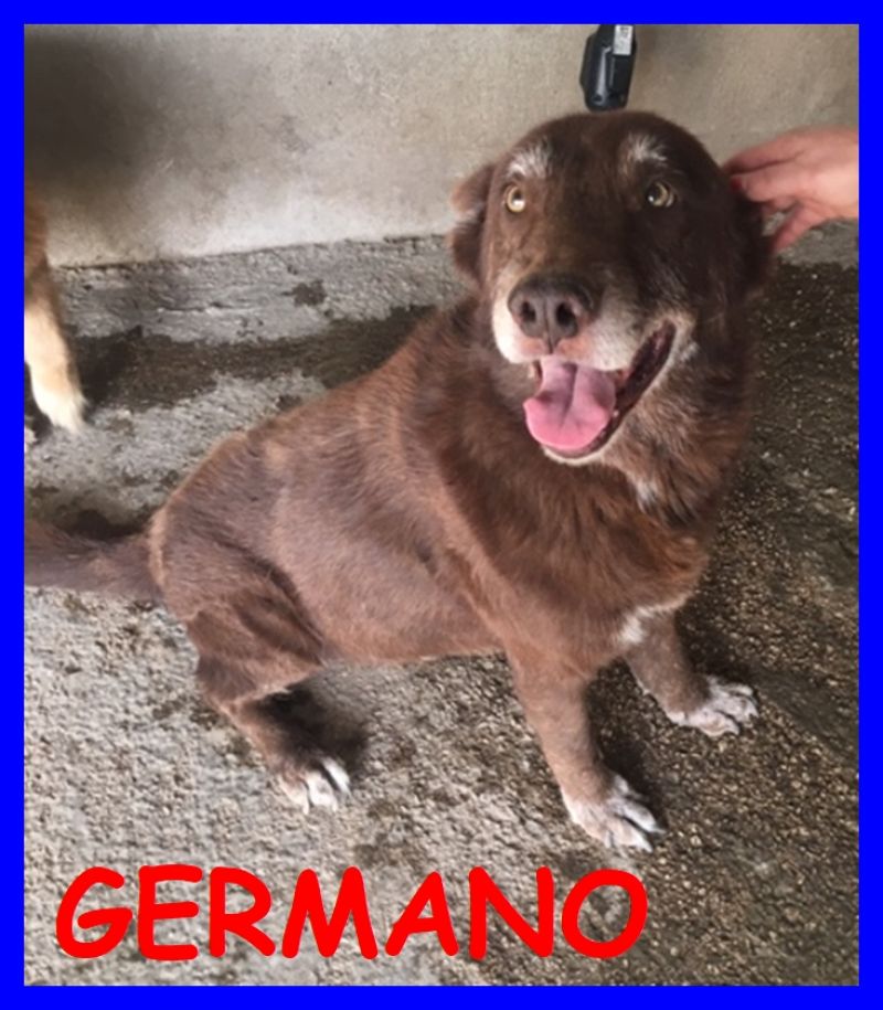 GERMANO tenerone adorabile aprite la sua gabbia