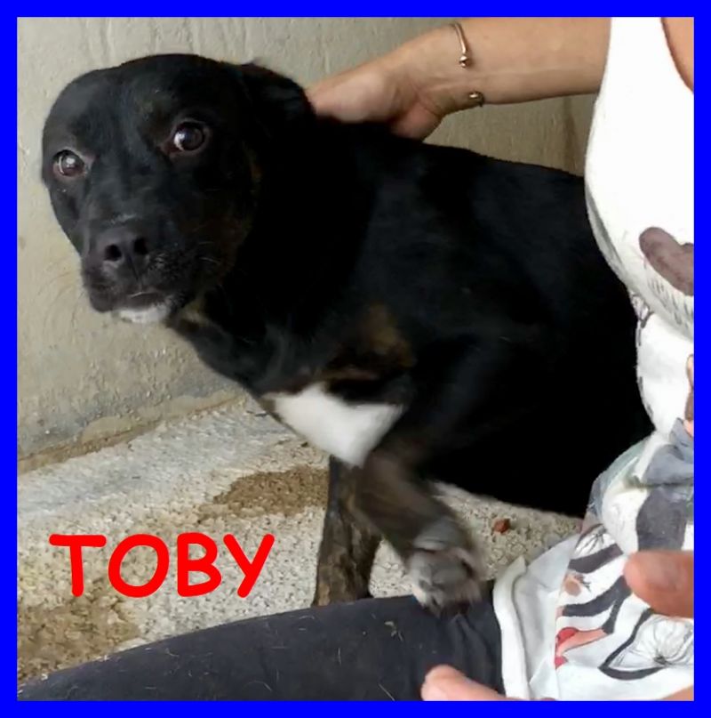 TOBY cucciolone molossetto coccolone abbandonato con il collare addosso