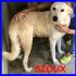 SIOUX stupendo simil labrador maremmano troppo coccolone