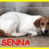 SENNA 2 anni immobile per la paura implora di essere salvata