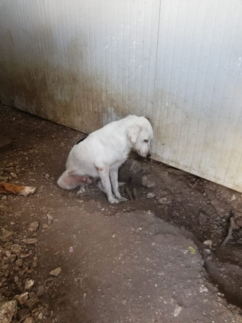 ROCCO non resiste più rinchiuso in gabbia aiutiamolo