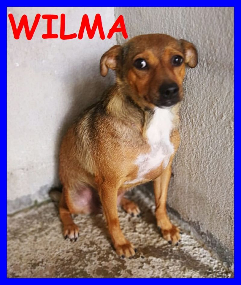 WILMA tg piccola sta per restare sola in canile