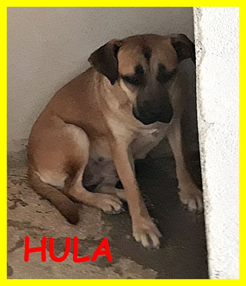 HULA adozione d'amore cucciolona 1 anno terrorizzata